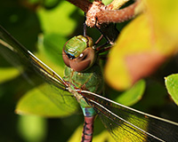 green darner dragonfly macro